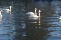 Swans enjoying beautiful Devils Lake
