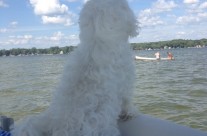 Our little Daisy love the lake life!
